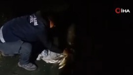 Van'dan başka doğada hiçbir yerde yaşamıyordu... 1000'lercesi akına geçen hayvandan 5 ton 650 kilo ele geçirildi! 327 bin 529 detayı dikkat