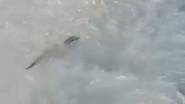 Hakkari'de doğada 1 tanesi ilk kez görüntülendi... Vatandaşlar doğada 1 tanesini karşılarında görmelerinin ardından resmen 1 adım bile atamadı