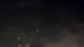 Yalova'da ormanlık alanda 1 tanesi insanların dibine kadar girdi... O 1 tane hayvanı karşılarında gören vatandaşlar gözüne bakınca hayrete düştü