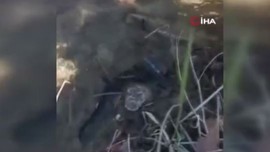 Tunceli'de doğada 1 kez görüldükten sonra ortaya kayboldu... İnsandan kaçıyor, belki 1 yıl sonra bir daha görülür