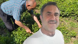 Artvin'de bahçede çaylar toplanırken bir anda çayların kökünden ortaya çıktı... 1 hamle yapan hayvan korkunç bir harekete imza attı