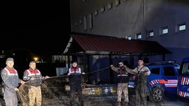 Van'da 1.000 kilogramı doğaya jandarma eşliğinde yeniden salındı.... 1000'lercesi kurtulur kurtulmaz doğanın her yerine dağıldı