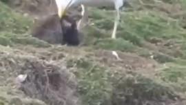 Doğada 17 türü var, 13 türü sadece Türkiye'de yaşıyor! 1 hayvanın doğada yaptığı hareketi görenler dehşete düştü