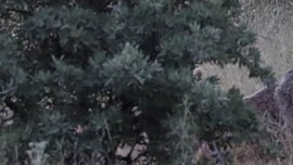 Bayburt'ta 1 tanesi köyde uzakta belirdi... Köylü onu karşıdan görür görür görmez saniyesinde köy kahvehanesini boşaltmak zorunda kaldı
