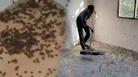 Düzce’de 1 haftada 300.000 çoğalabilen hayvanın istilasına karşı harekete geçildi. Doğada 145 noktaya teker teker asıldı