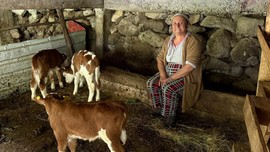 Artvin'de çok sayıda hayvanı olan aile, çiftlikteki ahıra girdiğinde 1 tane ineklerine bakınca hemen yanında tam 4 tanesini gördü. Baktılar 4 tane yine ordaydı