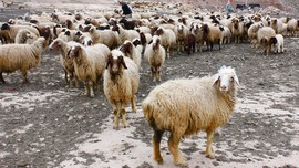 Tokat'ta 200'lerce koyunu ile birlikte doğaya çıkan çoban bir anda korkunç bir ses duydu! Ardından 25 koyuna bakınca dehşeti gördü