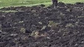Ardahan’da doğada bu kez sürüyle değil 1 tanesi ortaya çıktı. Ona dokunan 650.000'i hazır etsin