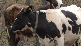 Yozgat’ta 1 tane inek yavrusunu kaybetmişti... Daha sonra 1 tane ineği kontrol etmeye giden sahibi hayvanın yaptığı hareketle resmen dondu kaldı