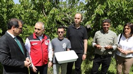 Manisa’da 3000 tanesi doğaya salındı! 3000 tanesinin tek 1 görevi var 300.000 tane ile çoğalan hayvana kafa tutacak