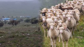 Erzincan'da hayvan sahibi vatandaş 60 koyun yavrusunu ahıra bırakıp eve gitti. Sabah 60 tanesine bakmaya gelince korkunç manzarayı gördüler