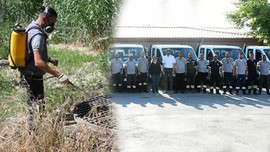 Aydın'a yakında 10.000'lerce kişi akın edecek... 10.000'lerce kişi gelmeden büyük hazırlık başladı, o hayvandan 100.000'lercesi yok ediliyor