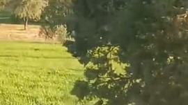 Doğada normalde gece görülen 1 tane hayvan bu kez gündüz ortaya çıktı. 1 tane hayvanı doğada görenler Türkiye için resmen korkunç haberi verdi