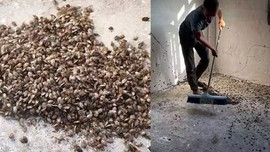 Düzce'de 1 hafta içerisinde 300.000 tane ile çoğalan büyük istilacı hayvana karşı hazırlık çalışması başladı. Yakında 300.000 tanesi bir anda ortaya çıkacak