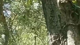 Bursa'da zeytin ağacının üzerinde bir anda belirdi... 2,5 metre boyundaydı, onu gören vatandaşlar geri geri kaçmak zorunda kaldı
