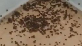 Düzce'de günde 400.000 ile çoğalabilen hayvana karşı acil uyarı verildi. Doğada bir anda çıkıyor her yere yayılıyor