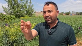 Amasya'da bahçesine çıkan vatandaş 1 tanesini karşısında gördü. 1 tanesine seslenmesiyle birlikte hayvanın yok olması bir oldu