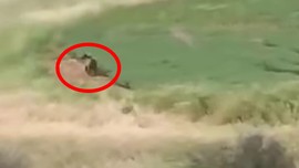 Adıyaman’da 5 dönümlük arazide çalışan çiftçilerin karşısına 1 tane çıktı. 1 tane bile yeterdi çiftçiler onu görünce korkudan saklanacak yer bulamadı