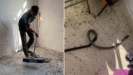 Sakarya'da haftada 350.000 birden çoğalıp istilaya geçen hayvana karşı büyük hazırlık başladı. Eğer fırsatını bulursa perişan edecek