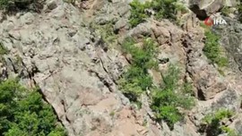 Artvin'de doğada yalnız 1 tanesi tek başına görüldü. Normalde siyah olan o hayvanı beyaz halde görünce köylü resmen hayrete düştü