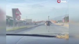 Hatay’da bir anda trafikte sürücülerin önüne çıktı. Şoförler çiftlikten kaçan nadir hayvanı görünce acilen frene bastı