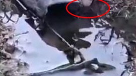 Elazığ'da doğada 1 tanesi su içtiği sırada görüldü... Vatandaş o 1 tanesini karşısında görmesinin ardından korkunç hayvana karşı çıt bile çıkarmadı
