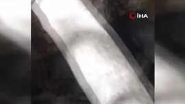 Tunceli'de vatandaşın doğa gezisi sırasında karşısına 1 tanesi çıktı. 1, 5 metre uzunluğundaki 1 tane hayvan 100 taneye bedeldi zaten