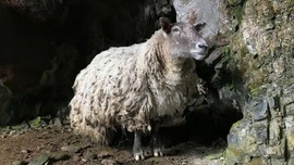 2 yıl önce dağlık alanda mağarada bir koyun fark eden kürekçi, 2 yıl sonra aynı yerden yine geçtiğinde gördüğü detayla birlikte resmen sarsıntı geçirdi