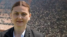 Samsun'da haftada 400.000 yavru bırakabilen büyük istilacıya karşıya büyük hazırlık! 750.000 tanesi doğaya salınacak