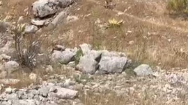Antalya'da 2 arkadaş doğada gezdikleri sırada 1 tanesine rastladı... Normalde 100'lerce ile gezen hayvandan 1 tane vardı hemen yüksek yere götürdüler