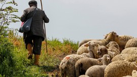Van’da 100'lerce koyunu otlatan çoban, koyunların arasında korkunç bir detay fark etti. 100'lerce koyunun yanına gidince resmen diz çöktüren manzarayı gördü