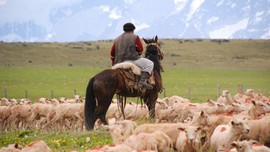Kahramanmaraş’ta 100'lerce koyununu otlatan çoban, çalılıkların arasında fark ettiği detayla birlikte yaptığı hareketle resmen hayrete düşürdü