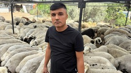 Adana'da 10.000'lerce koyun tek tek görücüye çıktı. Koyunlar hakkında flaş uyarı da yapıldı: "Karnında onu görürseniz uzak durun"
