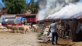 Eskişehir'de içinde 30 tane koyunun olduğu ahır bir anda cayır cayır yanmaya başladı.  1 tane hayvanla ilgili detayı duyanlar ise dehşete düştü