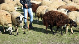 Muş’ta yaylada 600'den fazla koyununu otlatan çoban, bir anda çalılıkların arasında duran 2,3,4,5 taneyi fark etti. İçeri girince resmen karşısında onları gördü