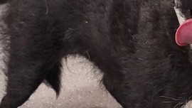Doğada kaybolduktan sonra 7 yıl boyunca tek başına yaşayan hayvan 7 yıl sonra sahibine teslim edildi. Fark ettiği detayla birlikte resmen gözlerinin içi titredi