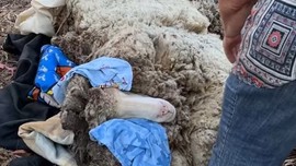 Dağda tam 6 yıl boyunca yalnız kalan koyun, 6 yıl sonra bulundu. Ekipler 6 yıl sonra 40 kiloluk yünü kaldırdığında altında resmen korkunç bir manzara gördü