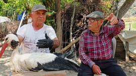 Afrika’dan Türkiye'ye 1000'lercesi ile giriş yapmıştı! Yaralanan 1 tane tane hayvanın yuvasına bakmaya giden ekipler resmen ağlatan manzarayı gördü