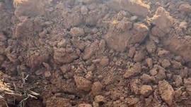 Çiftçi tarlasını 10 dönüm sürdükten sonra bir anda toprağın üstünde beliren 1 tanesiyle karşılaştı. 1 tane hayvan yaptığı hareketle hayrete düşürdü
