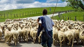 Erzincan'da 550'lerce koyununu otlatmaya çıkaran çoban, koyunların arasında bir anda 1,2,3,4 tanesini birden fark etti! Resmen 4'ünü görünce harekete geçti