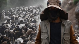 Şırnak'ta 300.000 tane koyun 1'er 1'er hazırlandı... Tam 4 ay boyunca sürecek büyük olay için 300.000 tanesi harekete geçti