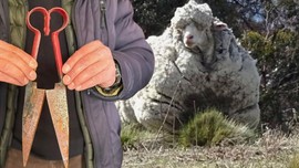 6 yıl doğada tek başına gezen koyunu, 6 yıl sonra hayvanseverler çiftliğe getirdi. 35 yıllık kırkma ustası ona baktığında "Böylesini resmen görmedim" dedi