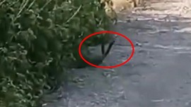Malatya'da 3 metreye yakın 2 tane hayvan yol kenarında görüldü. Yaptıkları hareketi gören vatandaş 3 adımda geriye gitti