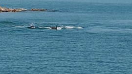 Karadeniz açıklarında 10 tanesi aniden balık sürüsünün peşinde ortaya çıktı. Vatandaşlar 10 tanesini hemen kayda aldı