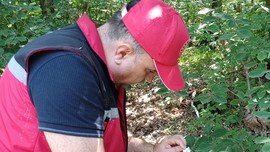 Kocaeli'de 15.000 tanesi teker teker doğaya salındı. 15.000 tane Kocaeli'nin her yerine hemen dağıldı