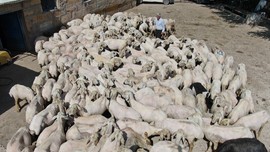 Sivas'ta koyunların üzerinde tam 1 yıldan bu yana tutuluyordu. 1 yıldan sonra getirildiği yerde 1,5 dakikada işlemden geçirilip bitirildi