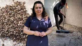 Giresun'da haftada 250.000 ile çoğalabilen büyük istilacı hayvana karşı yeni önlem başlatıldı. Yüzde 97 oranında başarı sağlandı
