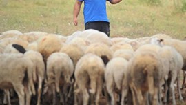 Hakkari'de 100'lerce koyununu otlatmaya çıkaran çoban, dağda tam 1 adım atacakken korkunç bir şey oldu! Tüm koyunlar 8 arkadaşına ve 1  çobana doğru baktı