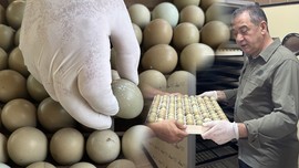 Karadeniz'de hazırlıklar tamamlandı... 3.000 tane hayvan ona karşı Karadeniz'de doğaya salınacak
