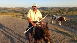Yozgat'ta  100'lerceden oluşan inek sürüsünü otlatan çoban, Sorgun'dan Türkiye'ye korkunç haberi resmen verdi. 75 köyde de durum aynı